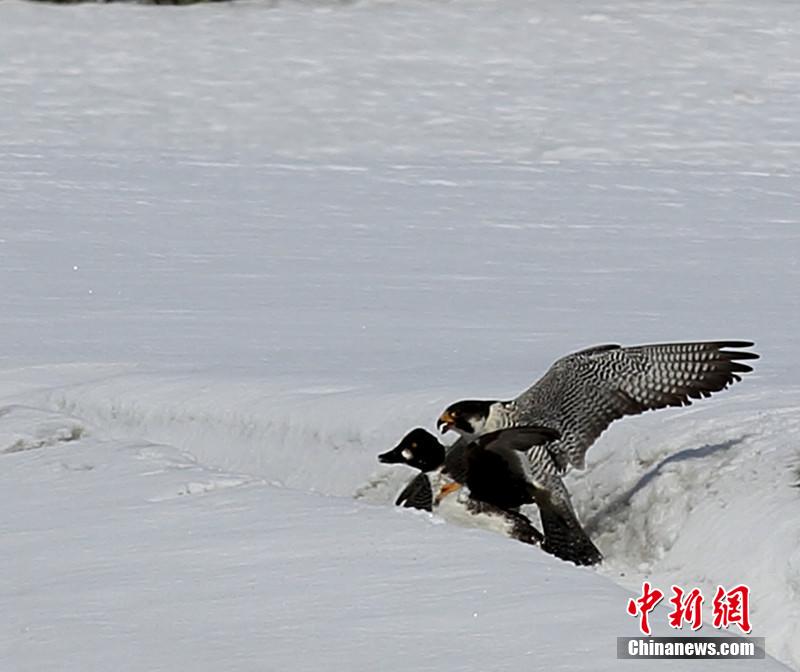 實拍新疆額爾齊斯河隼鴨水陸大戰(zhàn)