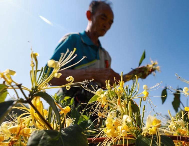 貴州綏陽(yáng)金銀花開(kāi)迎豐收