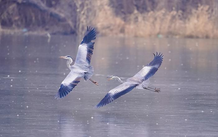 鷺鳥翩躚起舞迎新春